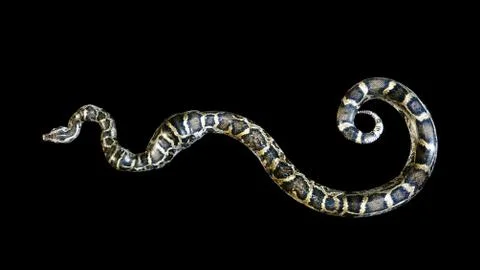 Big 3D Illustration Boa Constrictor and isolated on black background Stock Illustration