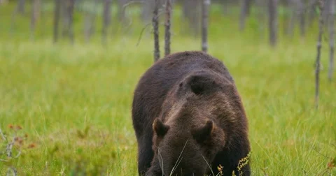 Big adult brown bear eats while birds fly around in the forest Stock Footage 82233654