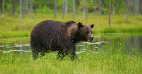 Big adult brown bear walking and running free in the forest Stock Footage