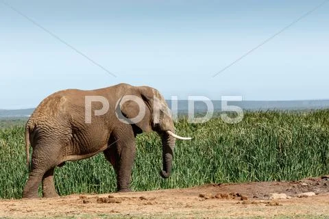 Big African Bush Elephant frozen in time Stock Photos
