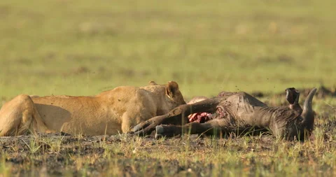 Big African cat with catch carcass and flies on the meat. Face portrait with kil Vidéo 164647495