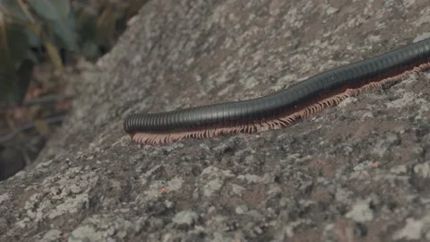 Big African centipede walking on a enormous rock next to Lake Victoria Stock Footage 230079541