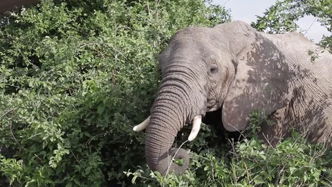 Big African Elephant eats plants and raises the trunk. Video stock 126917826