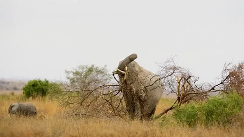 Big African elephants breaks tree branches in the Savannah. Vidéo 332719787