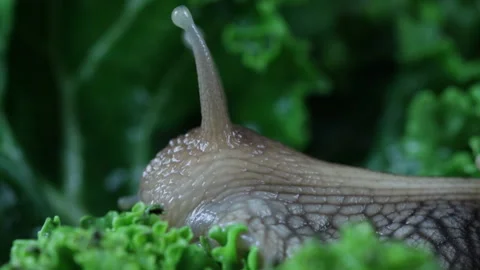 Big african snail Stock Footage 127297957