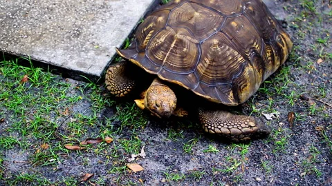 The Big African Spurred Tortoise (Centrochelys sulcata). Видео 152953553