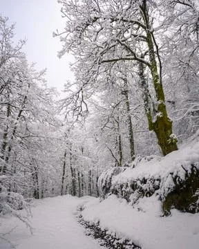 Big Aged chestnut tree next to a snow covered forest path Foto stock