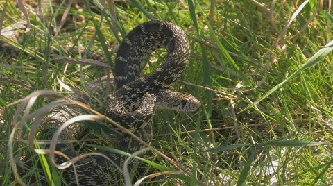 Big aggressive snake in the grass Stock Footage 622576