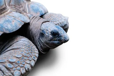 Big Aldabra Tortoise crawling on the studio Fotos de archivo