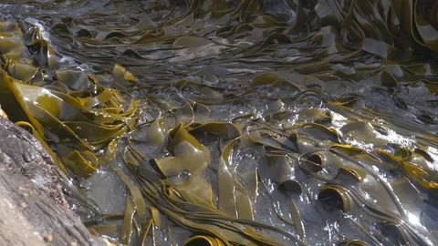 Big algae floating on the sea water, in New Zealand Stock Footage 215281647