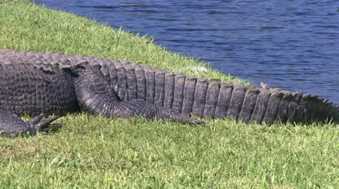 Big alligator Stock Footage 12382398