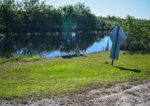 The big alligator Stockfoto's