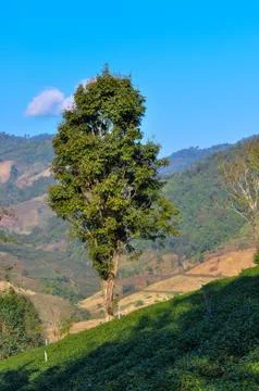 Big alone tree and step of teas Stock Photos