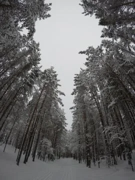 Big amazing trees Stock Photos