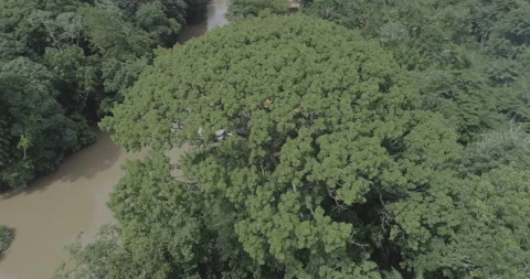 Big amazon tree 02 Stock Footage 151362073