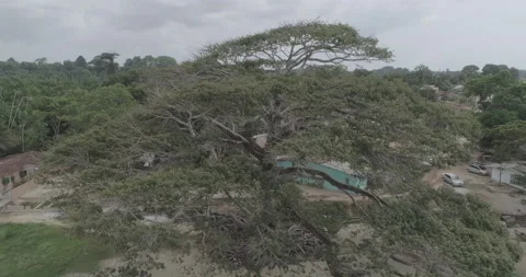 Big amazon tree Stock Footage 139602951