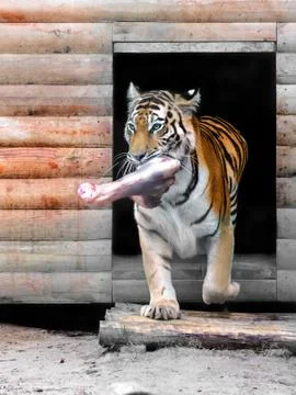 Big Amur tiger Stock Photos