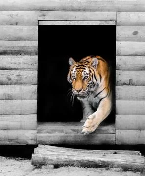 Big Amur tiger Stock Photos