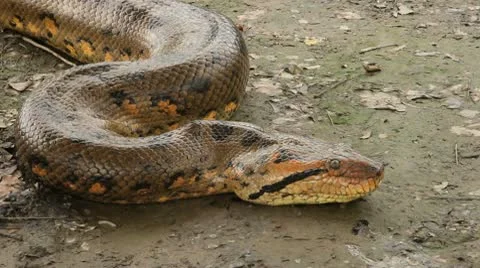 Big Anaconda Stock Footage 10738125