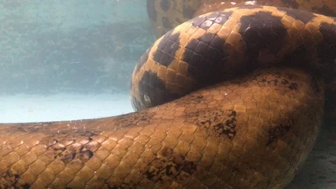 Big Anaconda Tail Video stock 123989962