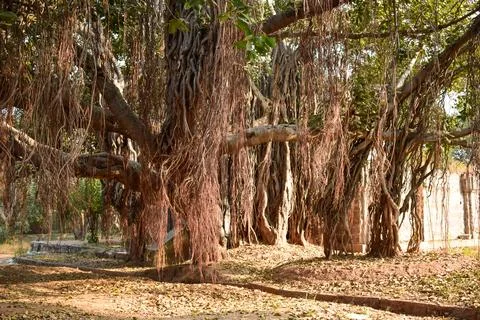 Big Ancient Banyan Tree Background landscape Stock Photograph Image Stock Photos