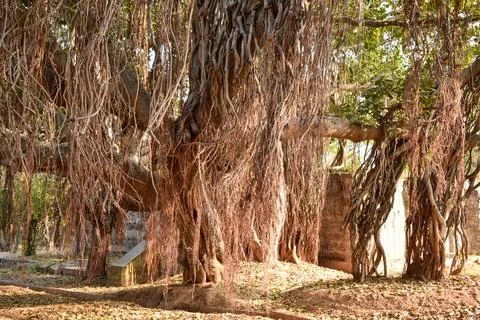 Big Ancient Banyan Tree Background landscape Stock Photograph Image Stock Photos