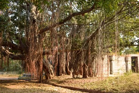 Big Ancient Banyan Tree Background landscape Stock Photograph Image Foto stock