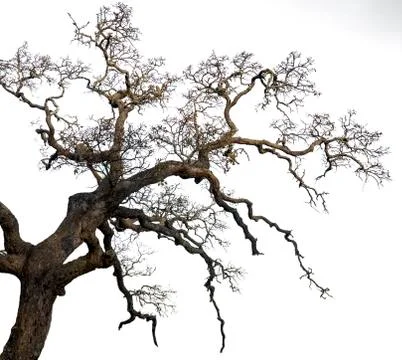 Big ancient leafless oak tree, spooky branches background removed Stock Photos