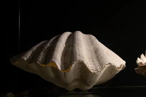 A big ancient seashell on a black background Stock-Fotos