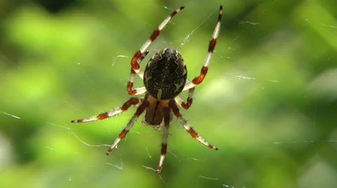 The big and beautiful spider, basks in the morning summer sun Stock Footage 8560131