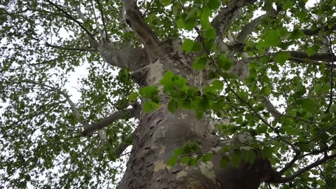 Big and Beautiful Tree Stock Footage 196983580