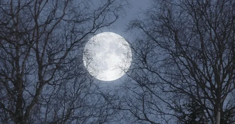 Big and Bright Full Moon Through Trees at Dusk Stock Footage 86220746
