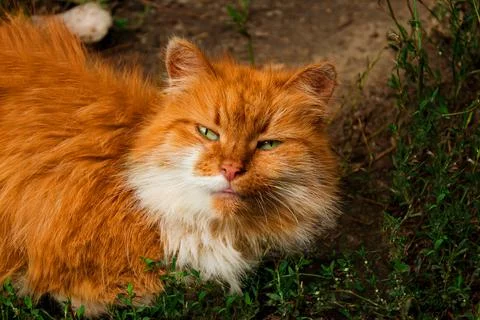 Big and curious ginger cat on the street Stock Photos