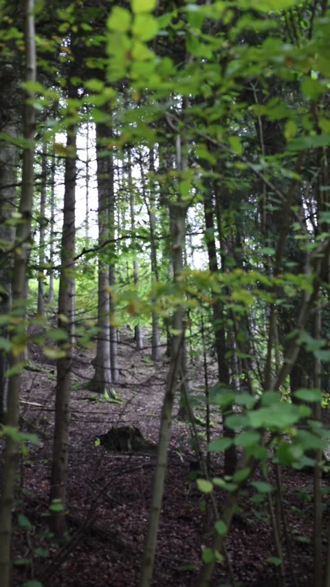 Big and dense forest vertical video Stock Footage 288008106