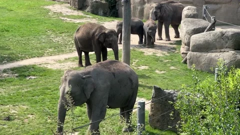 Big and friendly family of elephants. 4K background video clip. Stock Footage 208448053