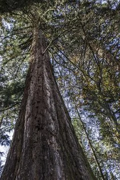 Big and huge mammoth tree in the middle of the forest Stock Photos