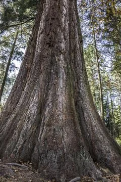 Big and huge mammoth tree in the middle of the forest Stock Photos