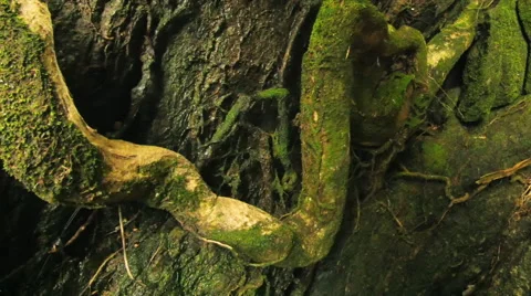 Big and mossy tree roots in tropical rain forest close up dolly slider shot Stock Footage 41796808