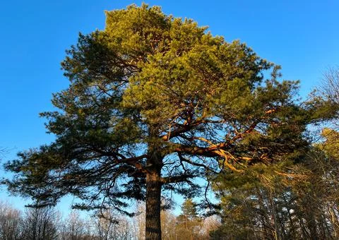 A big and old pine tree in the forest against the blue sky Stock Photos