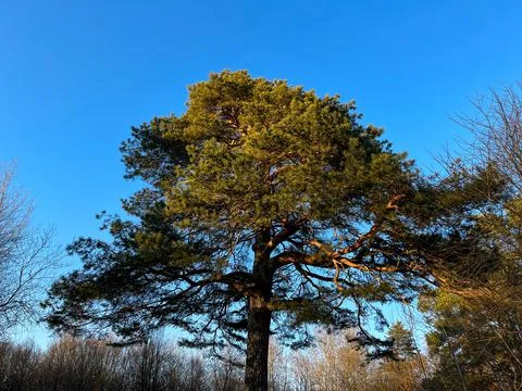 A big and old pine tree in the forest against the blue sky Stock Photos