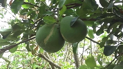 Big and old pomelo fruit ready to harvest on the tree. Grapefruit. Stock Footage 122237442