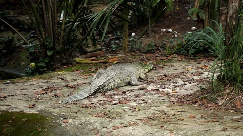 Big and Scary Crocodile (Crocodylidae, Crocodylinae), Almost not moving Stock Footage