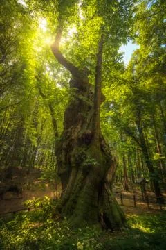 Big and secular chestnut tree in Casentino forest. Tuscany, Italy. Stock Photos