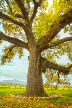 Big and secular oak tree on a green meadow. Tuscany, Italy. Stock Photos