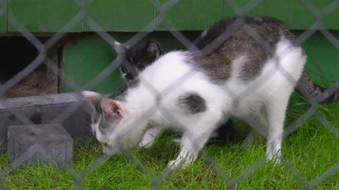 Big and small cat are playing on the lawn in front of the green building. Stock Footage 106120359