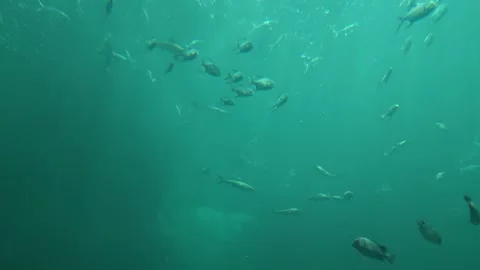 Big and small fish play with bubbles Stock Footage 259680424