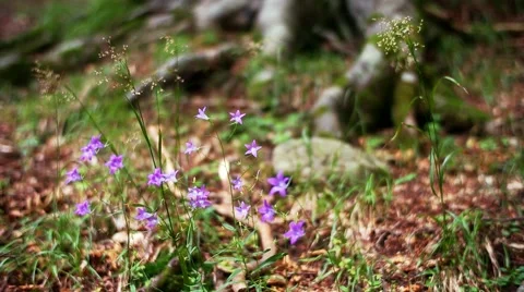 Big and small Stock Footage 43707119