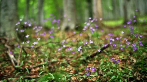 Big and small Stock Footage 43708204