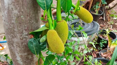 Big and small jackfruits hanging on a tree in a natural vegetable garden Stock Footage 250767441