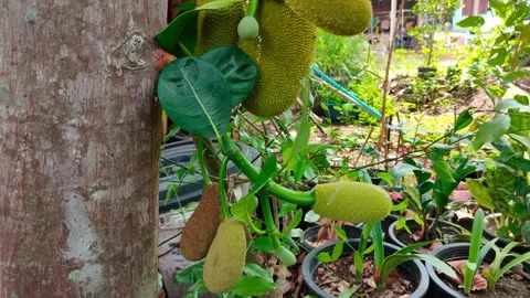 Big and small jackfruits hanging on a tree in a natural vegetable garden Stock Footage 250767448